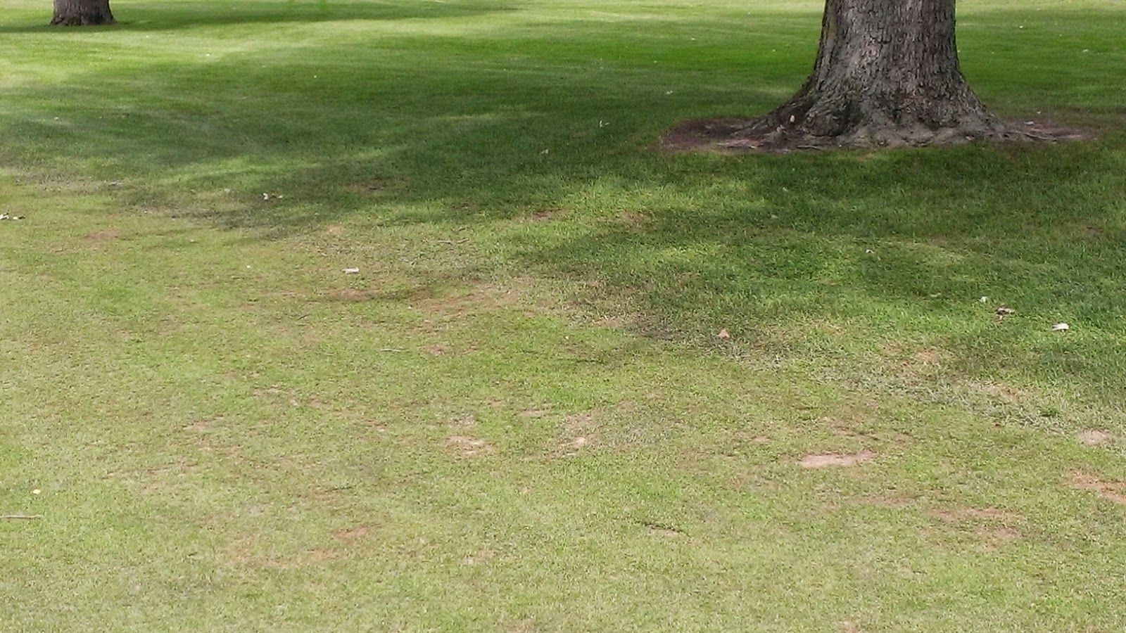 Competencia por agua y nutrientes de las raíces del árbol con el césped del fairway.