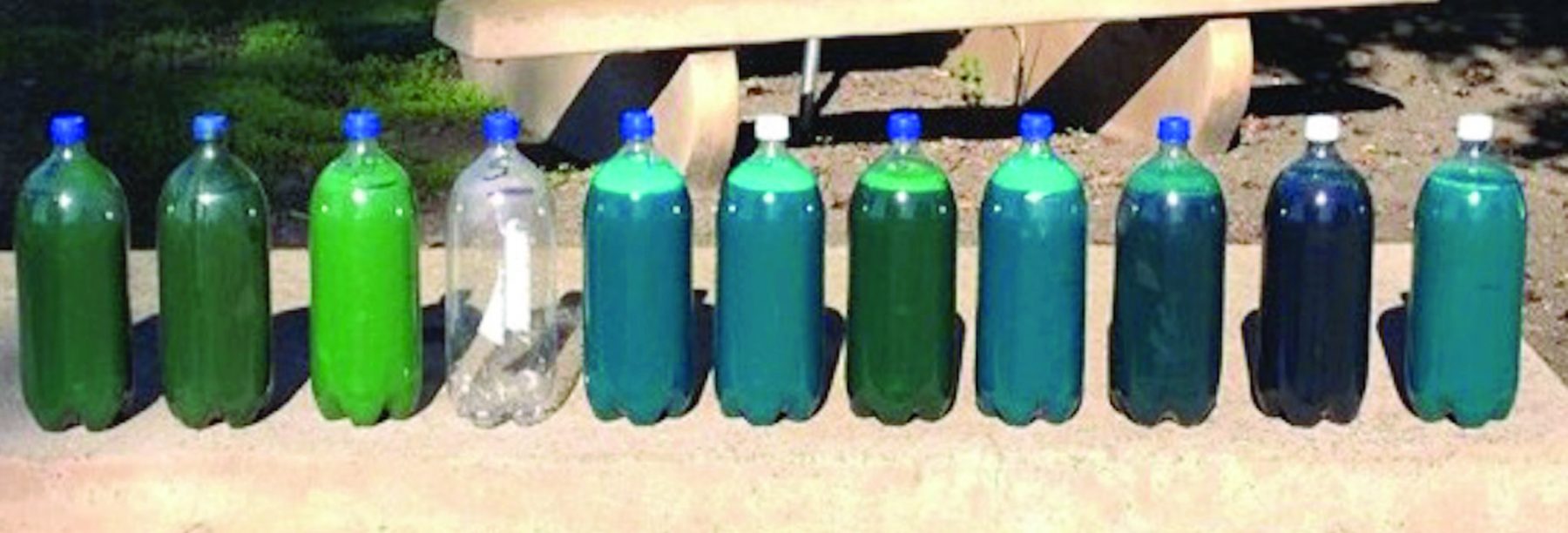 Ejemplo de varias formulaciones de colorantes y sus “tonos de verde” en la botella. Recuerde que el color en el contenedor no siempre representa el color después de aplicado al césped, especialmente si el césped está en estado de reposo o en un estado previo a ello. FOTO CORTESÍA DE JIM BAIRD, UC RIVERSIDE.